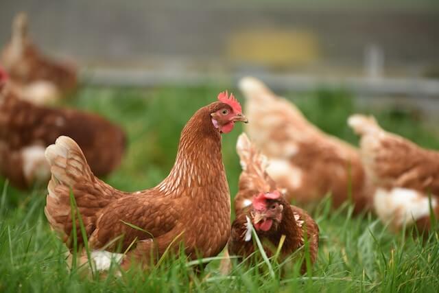 Poulets en plein air