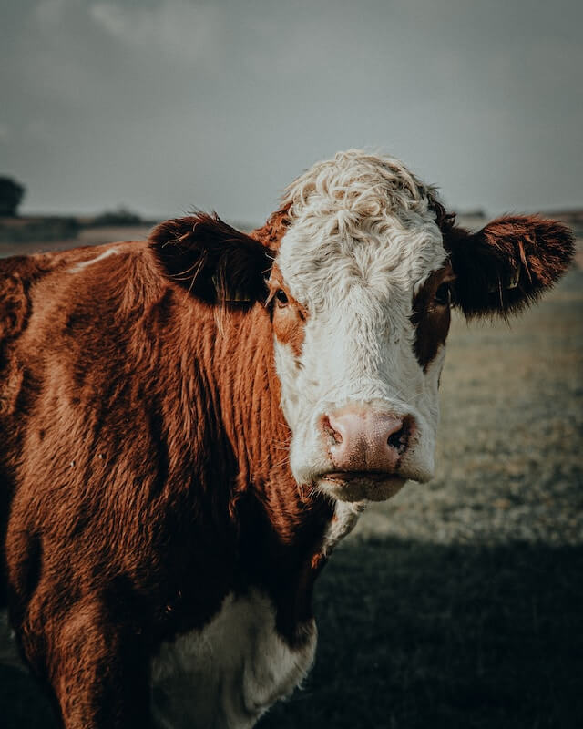 Tête d'une vache