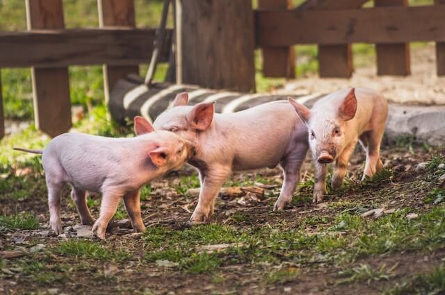 Cochons en plein air