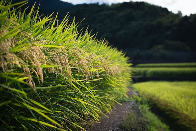 Champs de riz